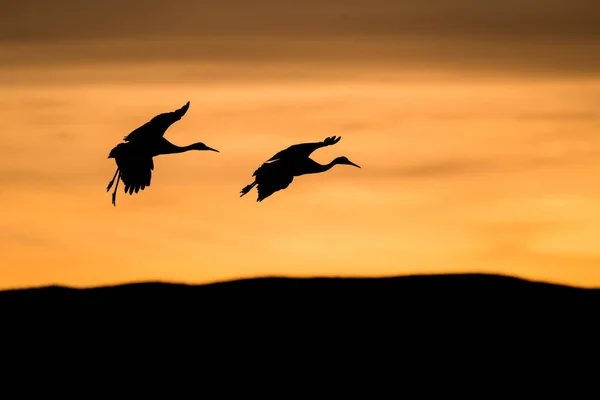 Silhouettes Two Storks Flying Sunset — 图库照片