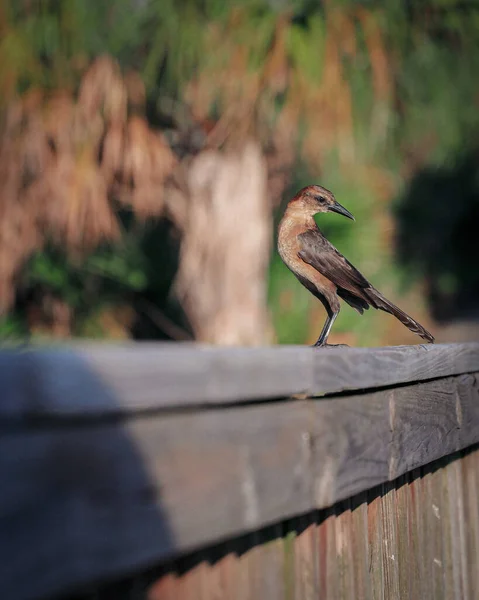 Eine Vertikale Aufnahme Eines Vogels Auf Verschwommenem Hintergrund — Stockfoto