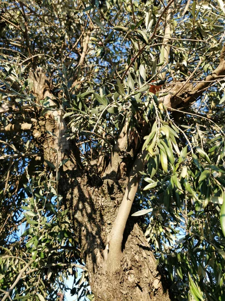 Een Verticaal Shot Van Een Park Met Olijfbomen Een Zonnige — Stockfoto