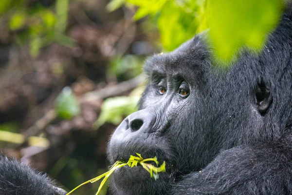 Der Highland Gorilla Frisst Grüne Blätter Bwindi Impenetrable National Park — Stockfoto