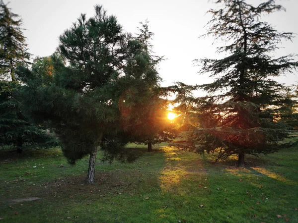 Eine Schöne Aufnahme Eines Parks Bei Sonnenuntergang — Stockfoto