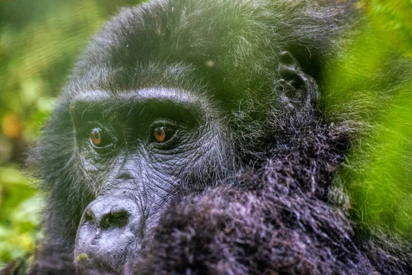 Ein Porträt Eines Highland Gorilla Bwindi Impenetrable National Park Uganda — Stockfoto