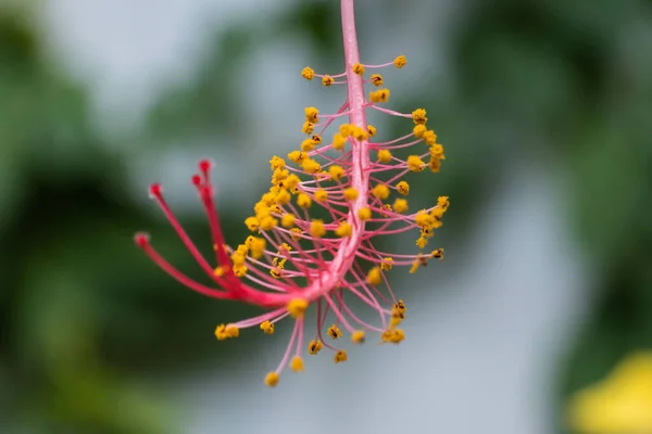Tiro Seletivo Foco Detalhe Uma Planta Flowering Hibiscus Que Cresce — Fotografia de Stock