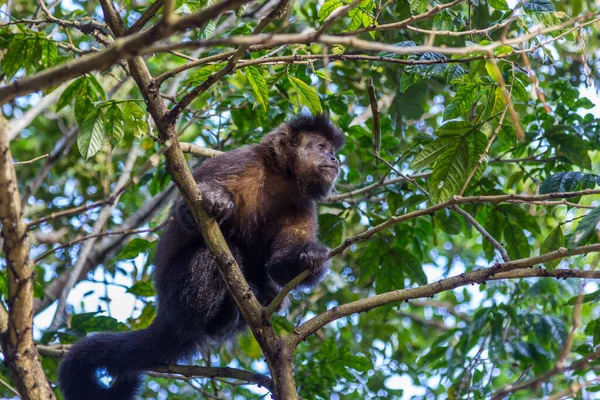 Śliczny Ładny Zabawny Kapucynka Małpa Siedzi Gałęzi Drzewa Lesie Słoneczny — Zdjęcie stockowe