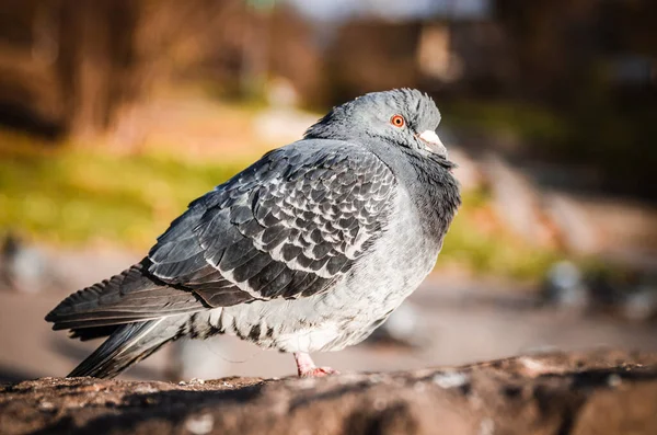 Gros Plan Une Colombe Perchée Sur Sol Pierre Sur Fond — Photo