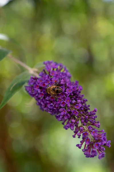 Вертикальный Крупный План Пчелы Опыляющей Красивых Фиолетовых Сиренях — стоковое фото