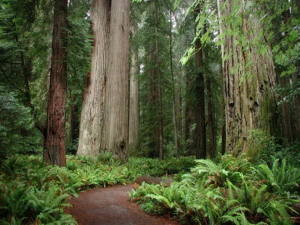 Caminho Cercado Por Árvores Floresta — Fotografia de Stock