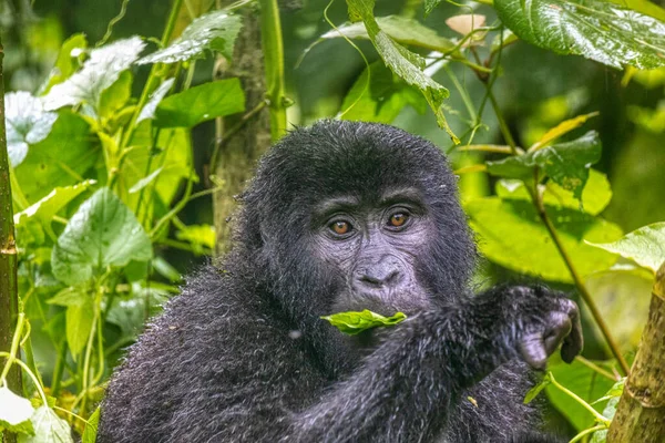 Горная Горилла Ест Зеленые Листья Национальном Парке Бвинди Уганда — стоковое фото