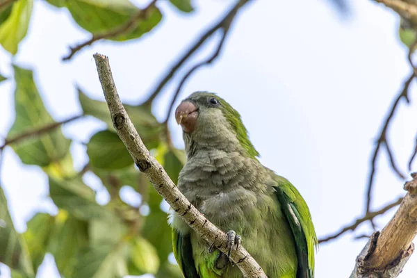 Närbild Grön Munk Papegoja Uppflugen Gren — Stockfoto