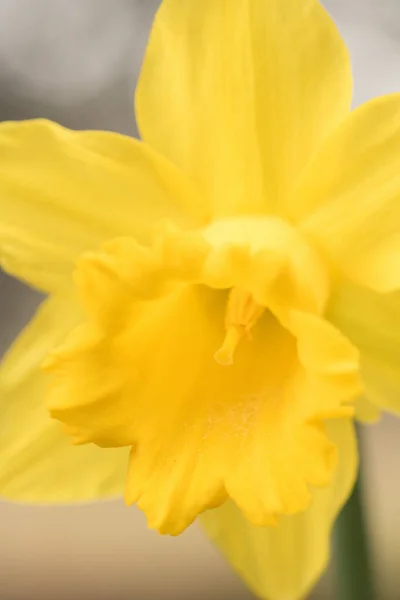 Plano Vertical Hermoso Narciso Floreciendo Jardín —  Fotos de Stock