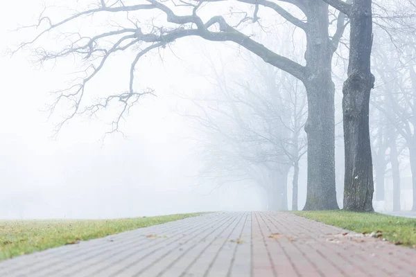 Туман Голі Дерева Порожньому Громадському Парку — стокове фото