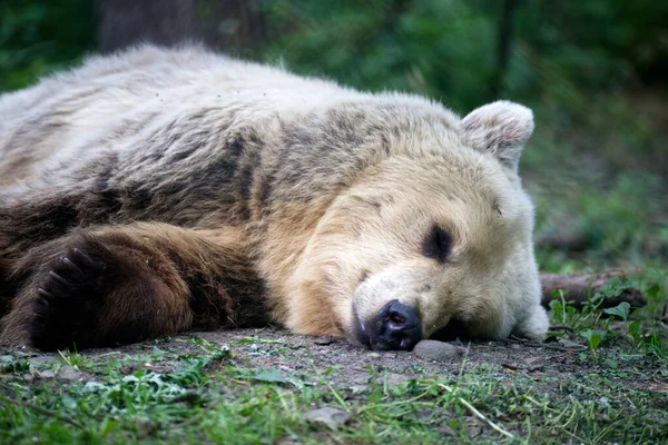 森の中に眠るユーラシアの熊のクローズアップ — ストック写真