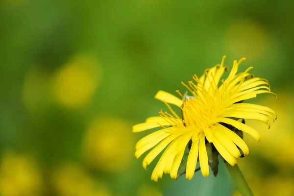 Zbliżenie Ujęcie Żółtego Kwiatu Mniszka Lekarskiego Kwitnącego Ogrodzie — Zdjęcie stockowe