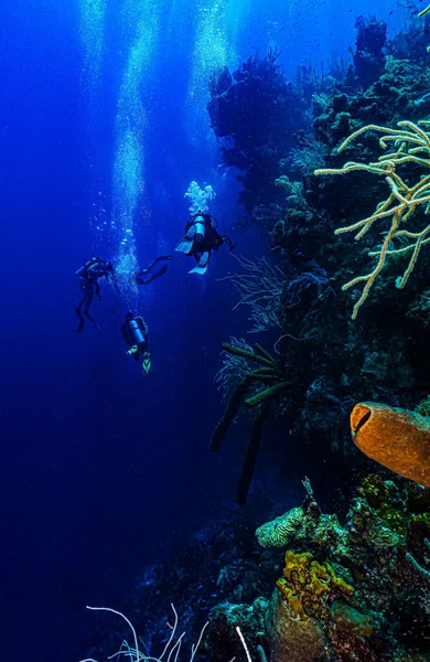 Tiro Vertical Dos Mergulhadores Nadando Perto Coral — Fotografia de Stock