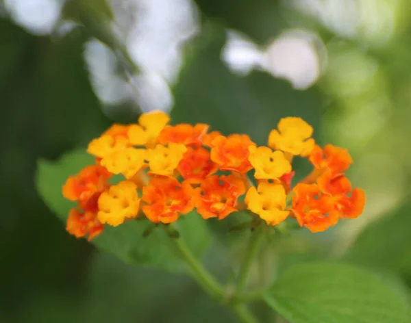 Primo Piano Fiori Lantana Arancione — Foto Stock