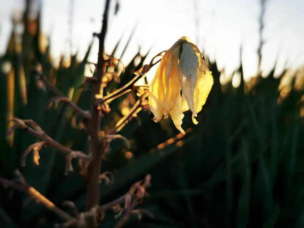 Primer Plano Una Flor Marchita Afuera Atardecer — Foto de Stock