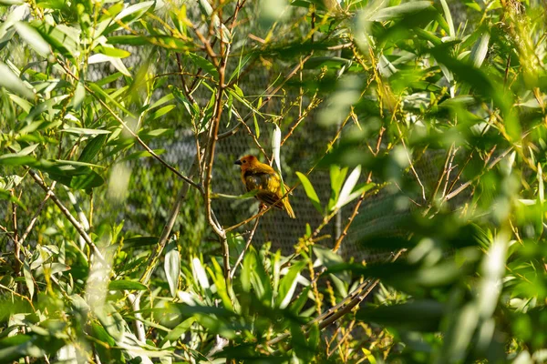 Una Vista Panorámica Pájaro Colorido Posado Una Rama Árbol Clima —  Fotos de Stock