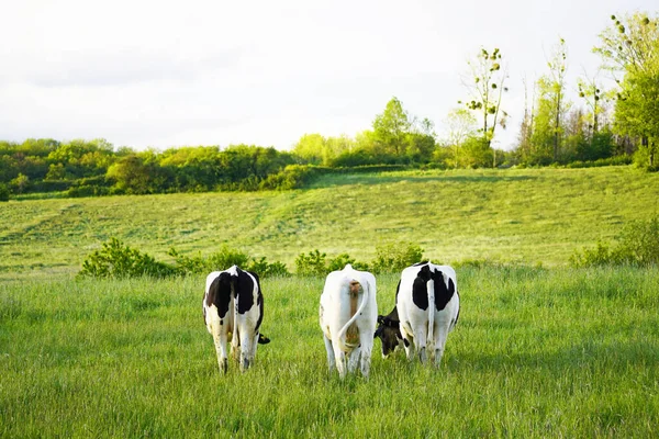 Pohled Tři Černobílé Krávy Pasoucí Pastvinách — Stock fotografie