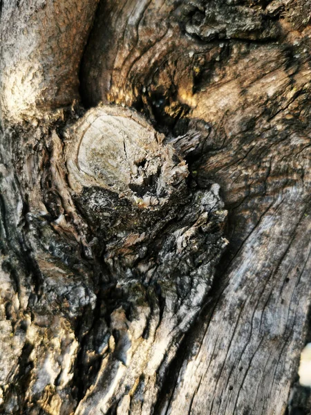 Pionowe Ujęcie Kory Drzewa Oliwnego — Zdjęcie stockowe