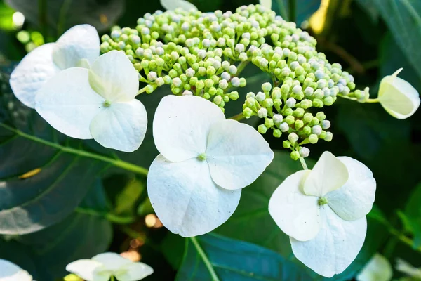 Vista Wild Hydrangea Arborescens Flores Blancas —  Fotos de Stock