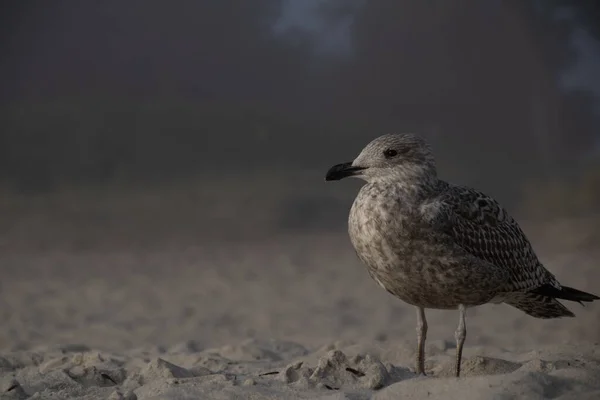 Крупный План Веганской Чайки Скандинавском Пляже Осенью Larus Vegae — стоковое фото