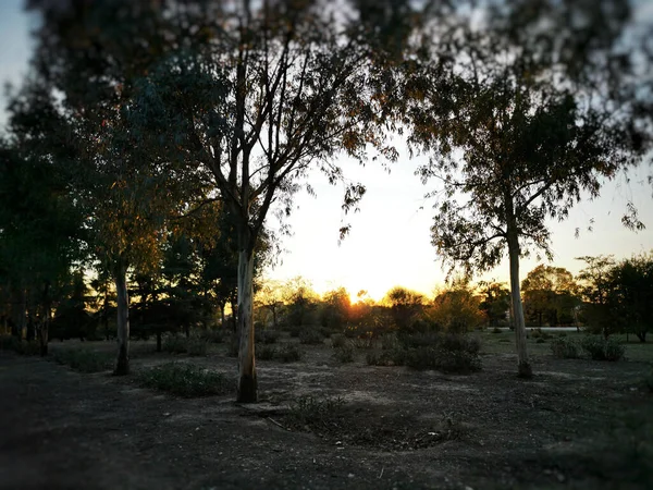 Uma Bela Foto Parque Pôr Sol — Fotografia de Stock