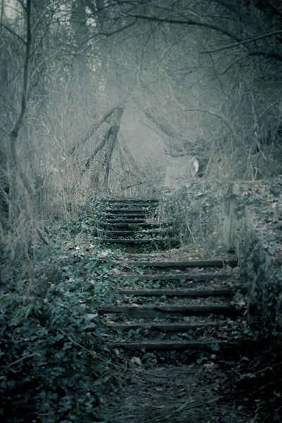 Pintoresco Plano Una Escalera Que Atraviesa Misterioso Bosque —  Fotos de Stock