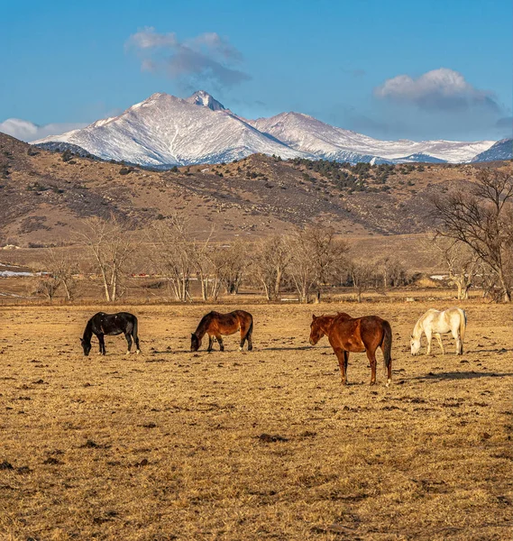 Die Pferde Auf Der Weide — Stockfoto