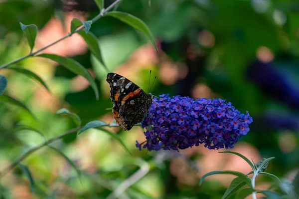 Een Closeup Shot Van Een Vlinder Mooie Lila Bloemen — Stockfoto
