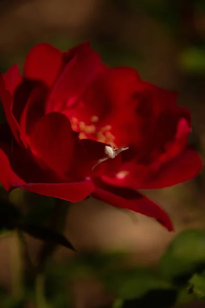 Foco Poco Profundo Una Camelia Japonesa Roja — Foto de Stock