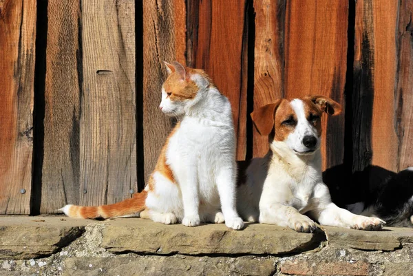 Gatos Perros Juntos Fuera Puerta Patio — Foto de Stock