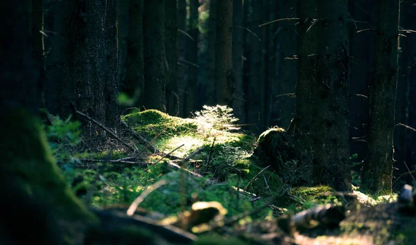 夏の日の静かな森 地面に日光が落ちる — ストック写真