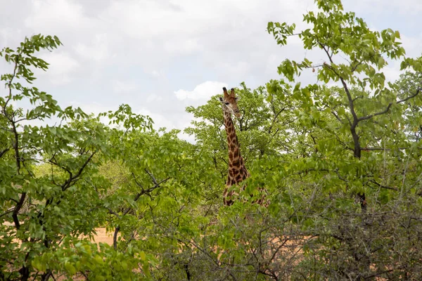 Жираф Поле Среди Густой Растительности Против Облачного Неба Солнечный День — стоковое фото