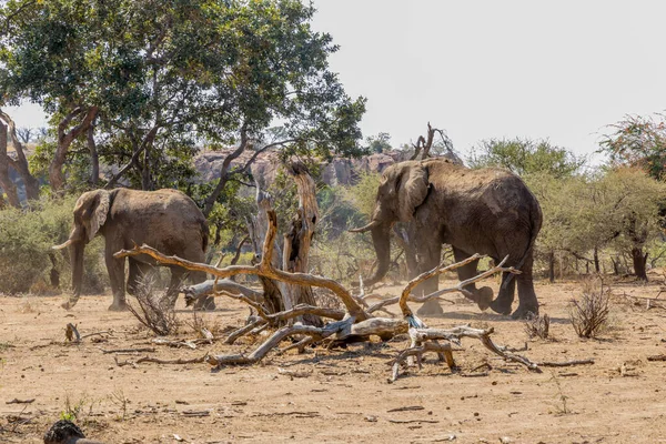 Quelques Éléphants Dans Champ Avec Des Arbres Verts Arrière Plan — Photo