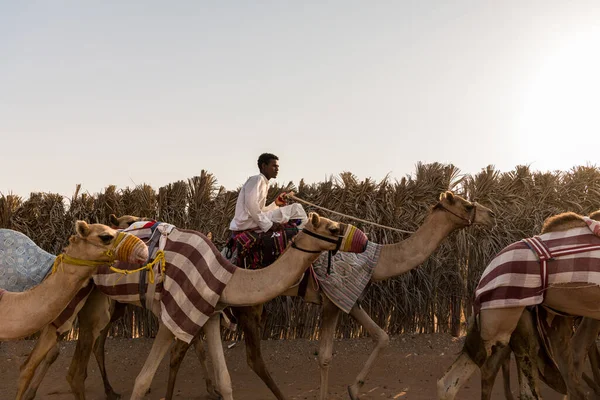 Ain Emiratos Árabes Unidos Sep 2021 Camellos Carreras Regresan Entrenar — Foto de Stock