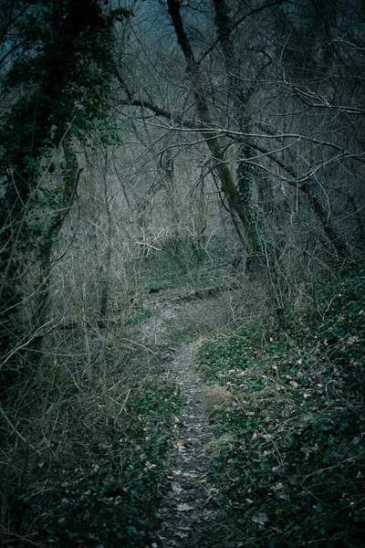 Eine Malerische Aufnahme Eines Weges Der Durch Den Geheimnisvollen Wald — Stockfoto