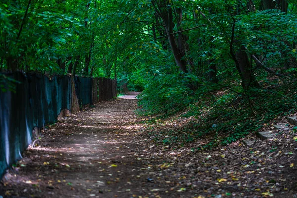 Una Vista Naturale Naturalmente Bel Misterioso Sentiero Nel Bosco — Foto Stock