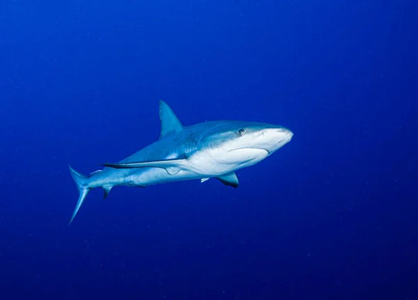 Closeup Gray Reef Shark Carcharhinus Amblyrhynchos — Stock Photo, Image