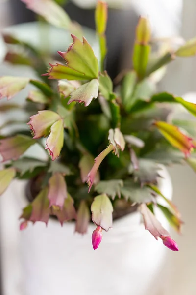 Primo Piano Una Bella Pianta Una Pentola Bianca Balcone — Foto Stock