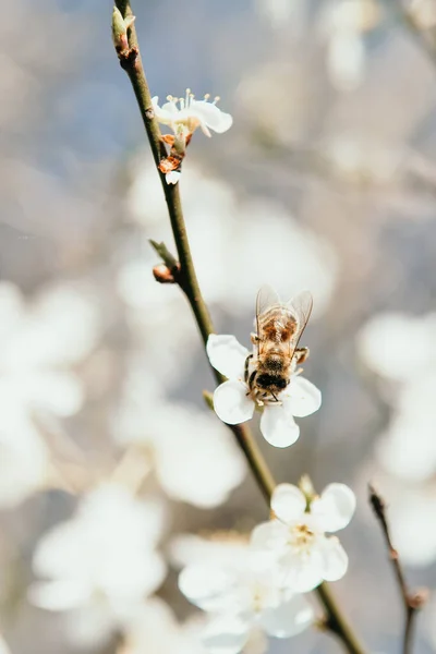 Vertical Shot Bee White Cherry Blossoms — 图库照片