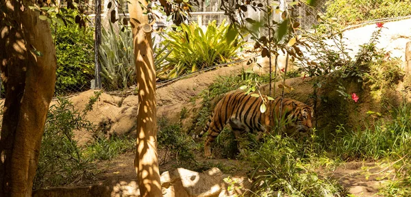 Scenic View Tiger Walking Zoo Sunny Day — Stock Photo, Image