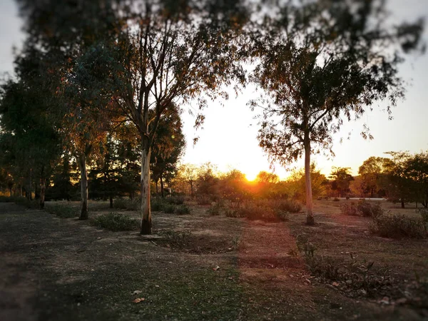 夕暮れ時の公園の美しいショット — ストック写真