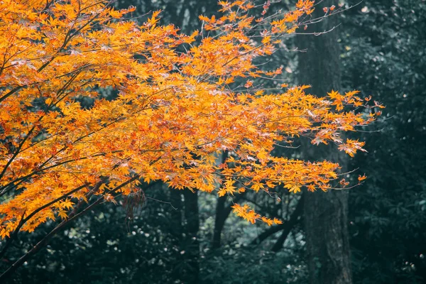Closeup Shot Yellow Maple Tree Autumn — Stock Photo, Image
