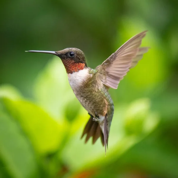Wybiórcze Ujęcie Kolibra Locie — Zdjęcie stockowe