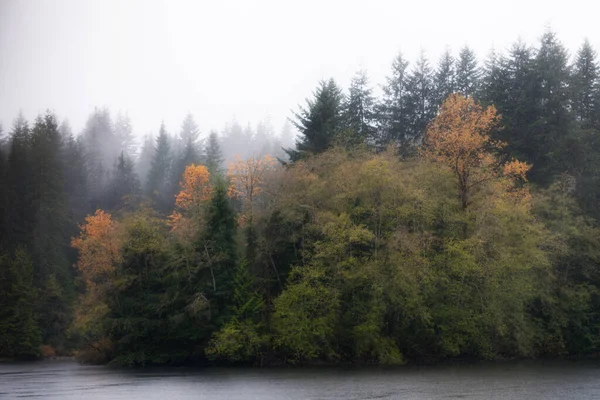 雾蒙蒙的秋天森林的景色 加拿大不列颠哥伦比亚省温哥华岛 — 图库照片