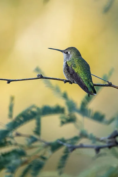 Vertikální Detailní Záběr Chlorostilbonu Usazeného Otrubách — Stock fotografie