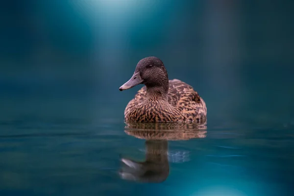 Closeup Shot Cute Duck Swimming Turquoise Water — Stock Photo, Image