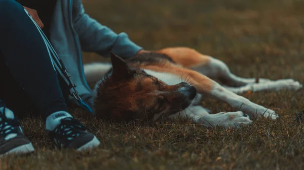 Propriétaire Caressant Leur Chien Pelucheux Adorable — Photo