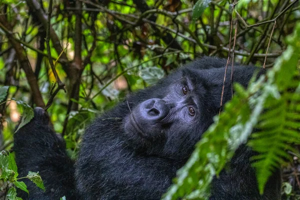 Ein Porträt Eines Highland Gorilla Bwindi Impenetrable National Park Uganda — Stockfoto