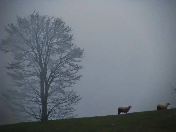 Egy Hátborzongató Táj Két Birkából Egy Mezőn Egy Nagyon Ködös — Stock Fotó